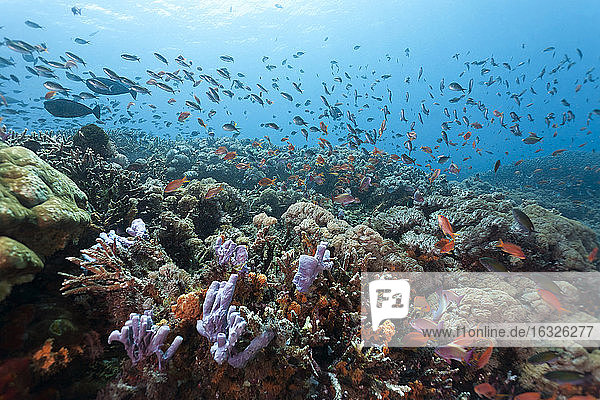 Indonesien  Bali  Nusa Lembongan  Korallenriff und Lyretail Anthias  Pseudanthias squamipinnis