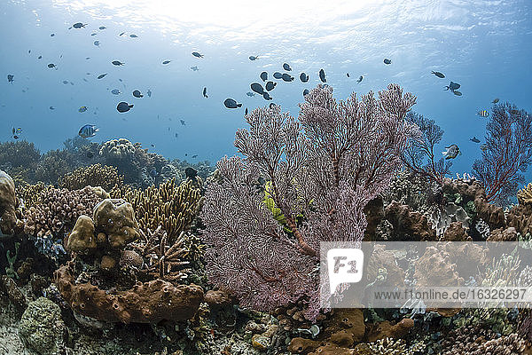Indonesien  Bali  Riffbarsche und Scherenschwanz-Sergeanten  Korallenriff