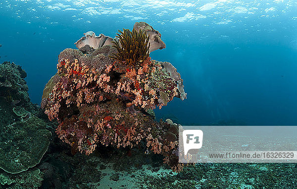 Indonesien  Bali  Nusa Lembongan  tropisches Riff  rote Korallen