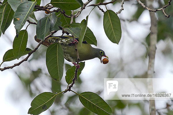 Thailand  Kaeng Krachan  Dickschnabel-Grüntaube mit Frucht auf einem Zweig eines indischen Banyans