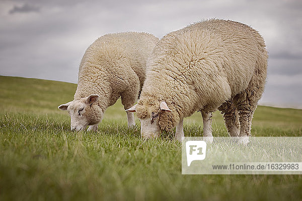 Zwei Schafe grasen  Wedeler Marsch  Kreis Pinneberg  Schleswig-Holstein  Deutschland  Europa
