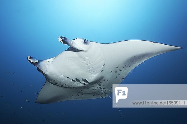 Reef manta ray (Manta alfredi) swims in blue water  Andaman Sea  Mu Ko Similan National Park  Similan Islands  Phang Nga Province  Thailand  Asia