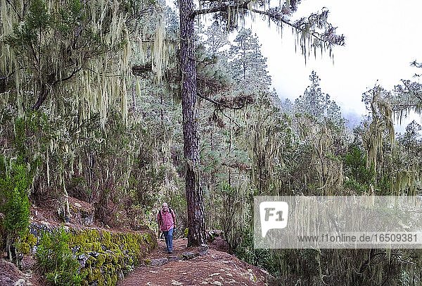 Cloud forest with hanging lichens  hiking trail through the Barranco Madre del Agua  Orotava Valley  Tenerife  Canary Islands  Spain  Europe