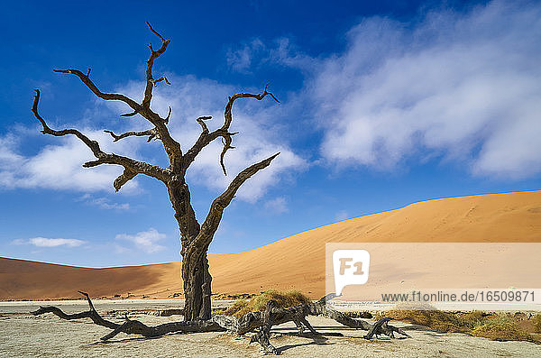 Namib-Naukluft-Nationalpark  Namibia  Südafrika  Afrika