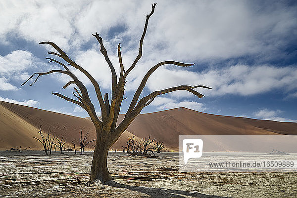 Namib-Naukluft-Nationalpark  Namibia  Südafrika  Afrika