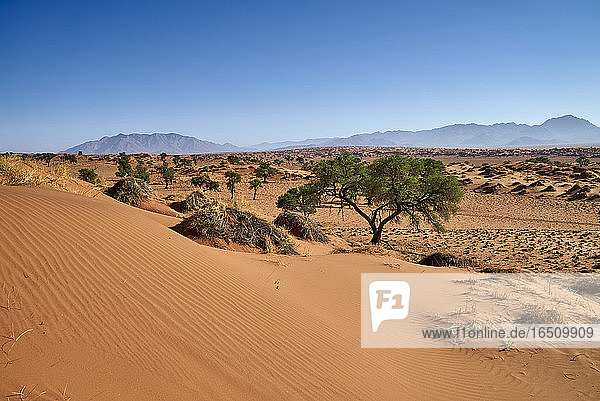NamibRand-Naturreservat  Namibia  Südafrika  Afrika
