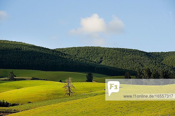 Rolling Hills in Southern Lakes  Südinsel Neuseeland. Dieses Foto von Neuseelands atemberaubender Landschaft wurde in der Region Central Otago auf der Fahrt zwischen Christchurch und Lake Tekapo aufgenommen. Die Landschaft auf der Südinsel Neuseelands ist so vielfältig  aber immer schön. In der einen Minute leuchtend grüne  grasbewachsene Hügel  in der nächsten schneebedeckte Berge.