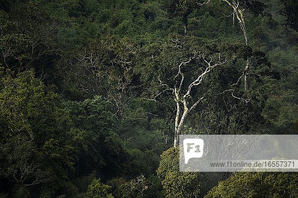 Regenwaldlandschaft im Aberdare-Nationalpark  Kenia