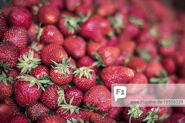 Erdbeeren zu verkaufen in Sapanta Market  Maramures  Rumänien