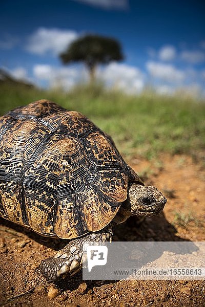 Landschildkröte (Stigmochelys) auf der El Karama Ranch  Bezirk Laikipia  Kenia