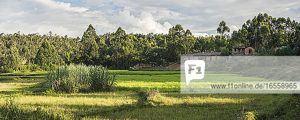 Reisfelder in der Stadt Andasibe  Ost-Madagaskar