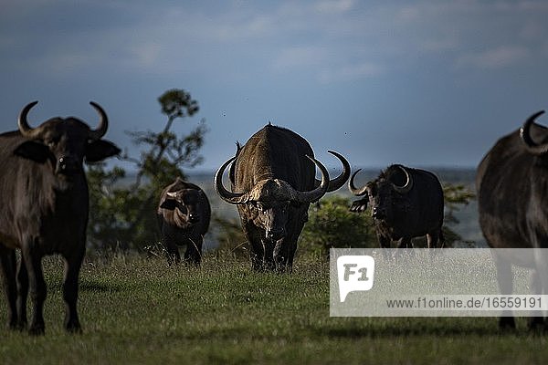 Afrikanischer Büffel (Syncerus caffer alias Kap-Büffel) auf der El Karama Ranch  Laikipia County  Kenia