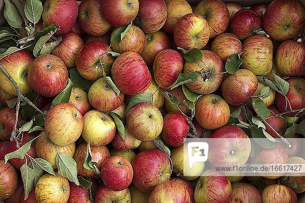 Freshly picked apples (Malus)  variety Cox Orange  Germany  Europe