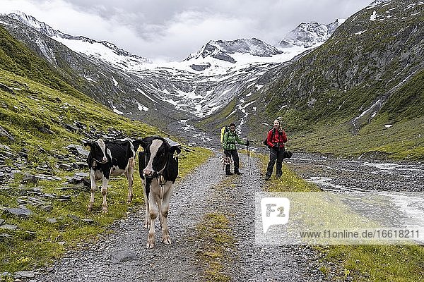 Kühe und Wanderer auf Wanderweg vor Gletscher  Schlegeiskees  Schnee bedeckte Berggipfel  Hoher Weiszint  Berliner Höhenweg  Zillertal  Tirol  Österreich