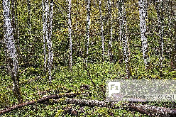 Birch trunks at the Obersee  Berchtesgadener Land  Berchtesgaden National Park  Bavaria  Germany  Europe