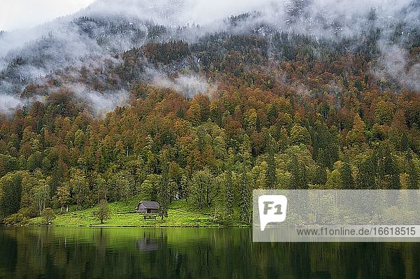 Herbstwald im Nebel  Königssee  Nationalpark Berchtesgaden  Berchtesgadener Land  Bayern  Deutschland  Europa