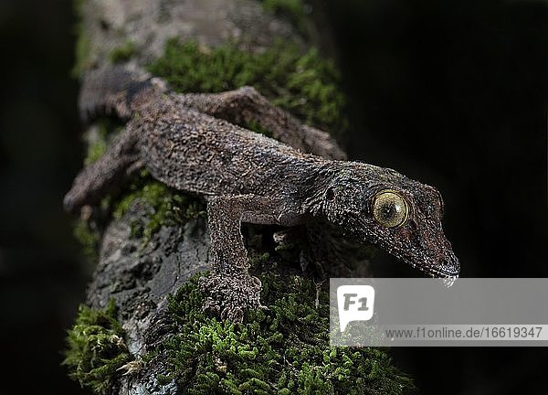 Flat-tailed gecko (Uroplatus sikorea) in the rainforests of Andasibe National Park Madagascar Africa