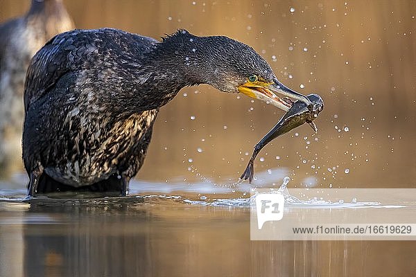 Great cormorant (Phalacrocorax carbo) with catfish as prey Kiskunsag National Park Hungary Europe