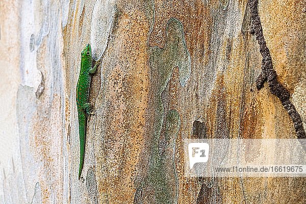 Small day gecko (Phelsuma astriata) Mahe Island Seychelles Africa