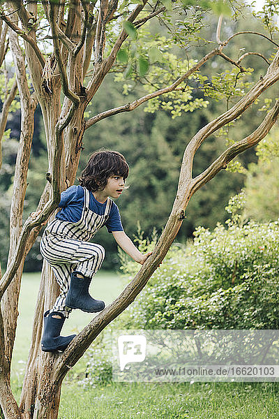 Niedlicher Junge klettert auf einen Baum und spielt im Garten
