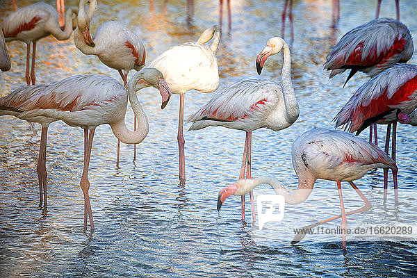 Flamingos (Phoenicopterus roseus) trinken Wasser an einem sonnigen Tag