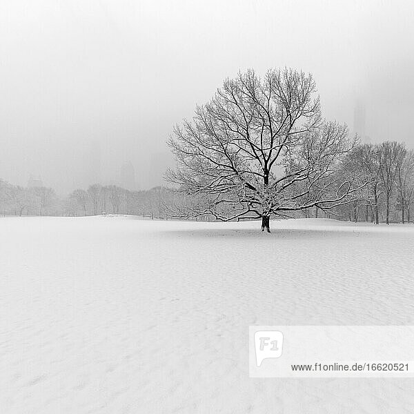 USA  New York  New York City  Bare tree in snow covered field in Central Park  bw