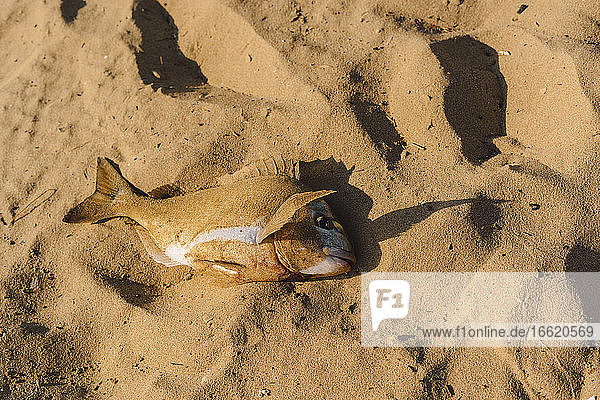 Fish lying on sand at beach