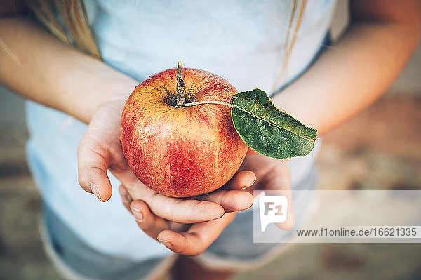 Die Hände eines Mädchens halten einen frischen roten Bio-Apfel mit Blatt