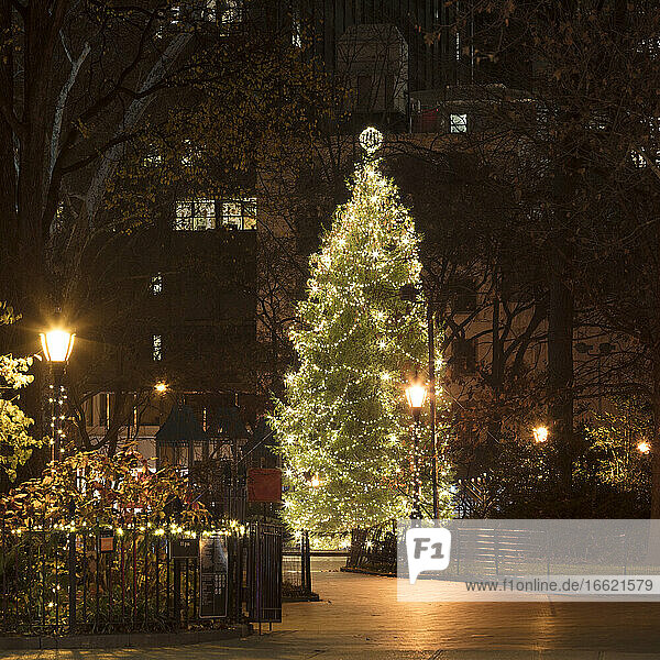 USA  New York  New York City  Christmas tree illuminated at night in Madison Square Park