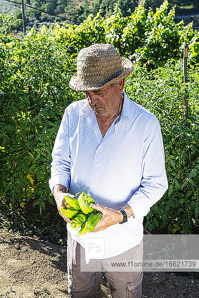 Älterer Mann mit Hut und Paprika in der Hand im Gemüsegarten stehend