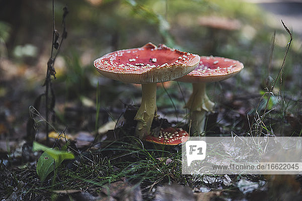 Fliegenpilze (Amanita muscaria)  die im Wald wachsen