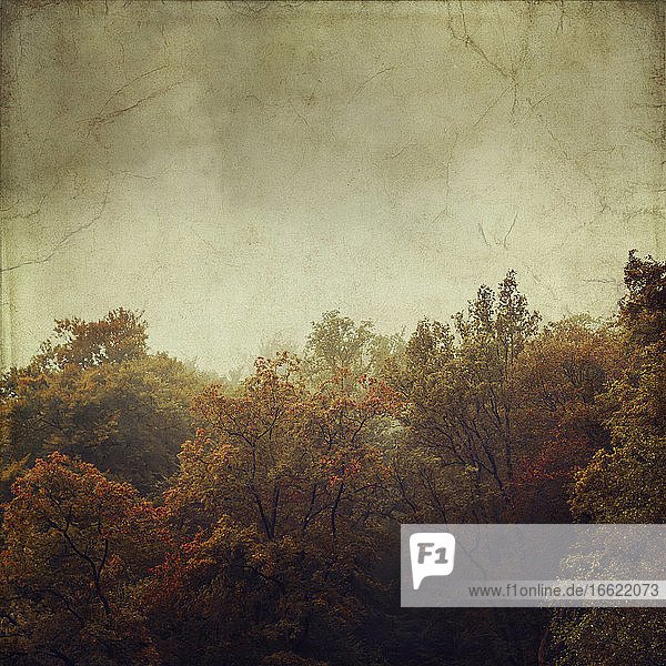 Alte Fotografie eines nebligen Herbstwaldes in der Morgendämmerung