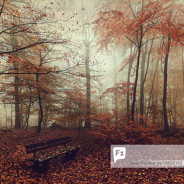 Leere Bank im nebligen Herbstwald in der Morgendämmerung