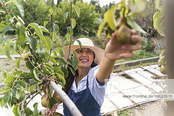 Smiling woman touching fresh pears at vegetable garden