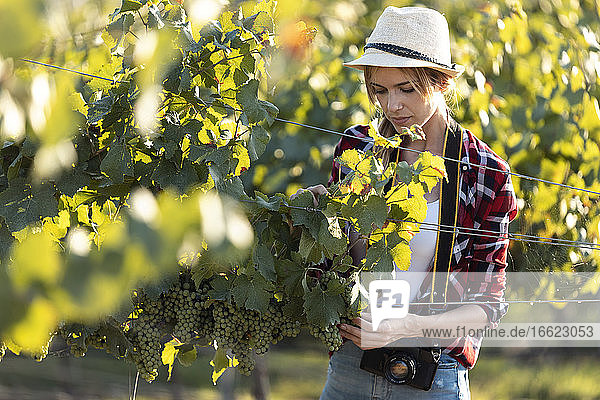 Schöne Frau mit Hut im Weinberg stehend