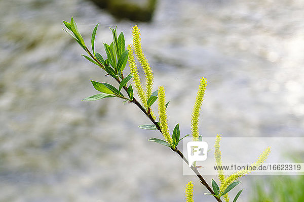 Weibliche Kätzchen der Trauerweide (Salix caprea)