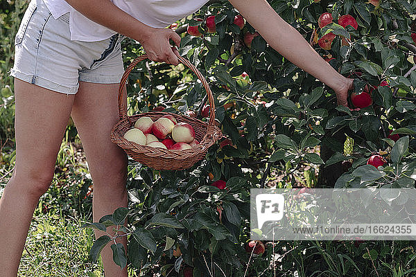 Mid adult woman wearing shorts picking apples while standing in orchard
