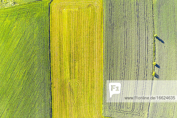 Drohnenansicht von grünen und gelben Feldern im Frühling