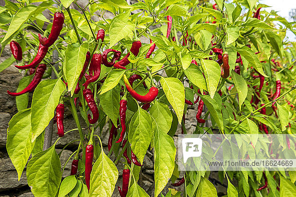 Rote Chilischoten im Biogarten angebaut
