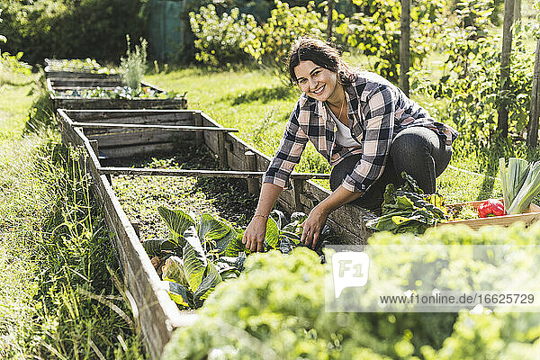 Lächelnde junge Frau beim Pflücken von Gemüse aus dem Hochbeet im Gemeinschaftsgarten