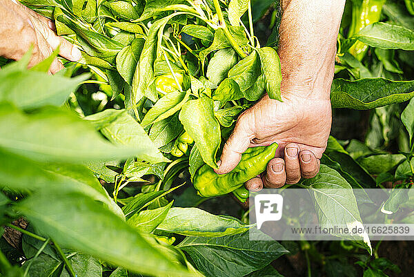 Hände eines älteren Mannes beim Pflücken von Paprika aus Pflanzen im Gemüsegarten