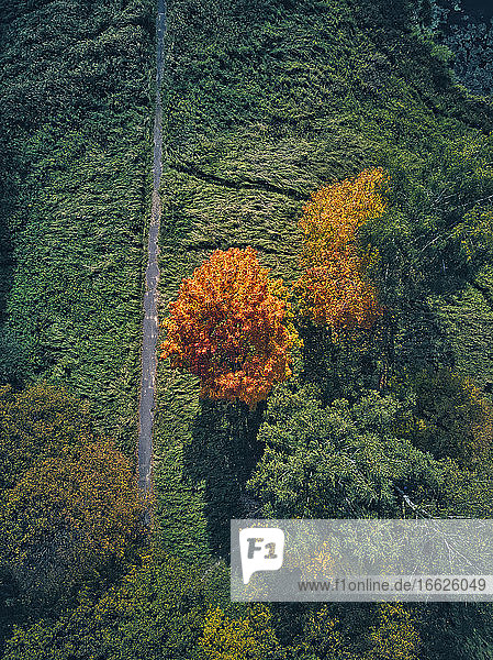 Drone view of orange autumn tree by footpath on sunny day