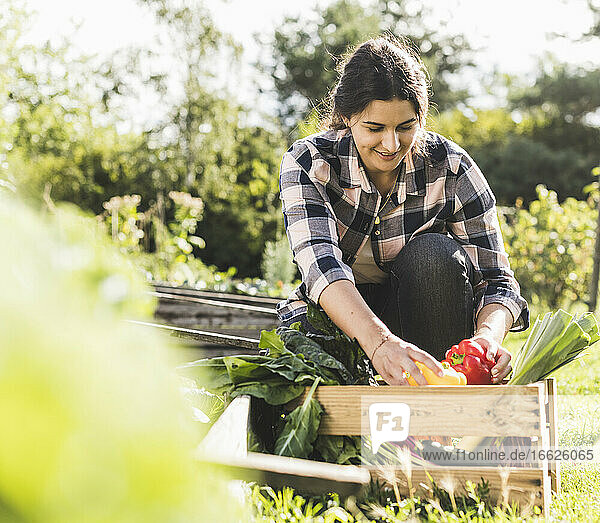 Young woman collecting vegetables in crate at community garden