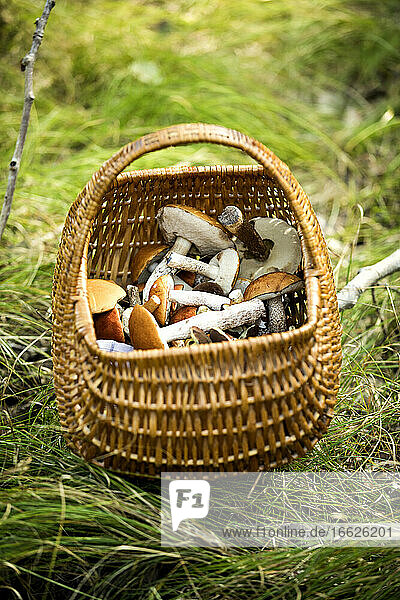 Pilzkorb auf Gras im Wald aufbewahrt