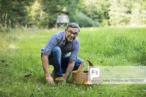 Glücklicher reifer Mann  der einen Pilz sammelt  während er im Wald im Gras hockt