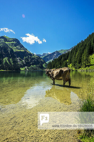 Österreich  Tirol  Kuh steht knöcheltief im malerischen Vilsalpsee