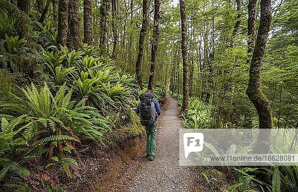 Hiker on trail through forest with ferns temperate rainforest Kepler Track Fiordland National Park Southland New Zealand Oceania
