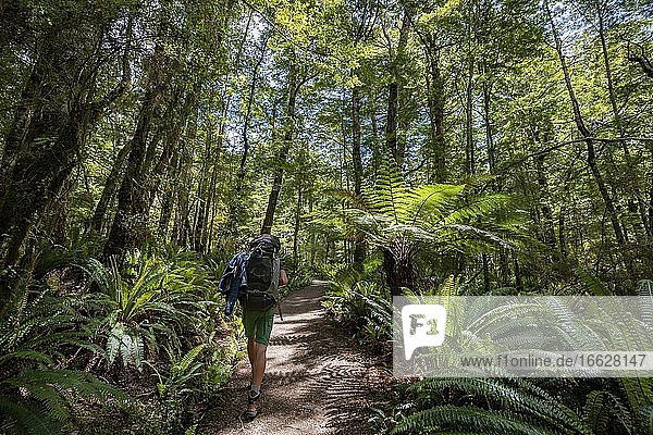 Hiker on a hiking trail through forest with ferns and Tree fern (Cyatheales) Temperate Rainforest  Kepler Track  Fiordland National Park  Southland  New Zealand  Oceania