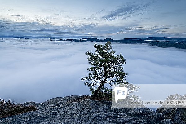 Nebel im Elbtal  Sachsen  Deutschland  Sonnenaufgang auf Lilienstein mit Blick in die Sächsische Schweiz auf Papsstein und Gorisch  Nationalpark Sächsische Schweiz  Europa