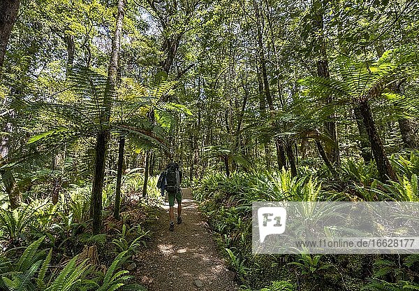 Hiker on a hiking trail through forest with ferns and Tree fern (Cyatheales) Temperate Rainforest  Kepler Track  Fiordland National Park  Southland  New Zealand  Oceania